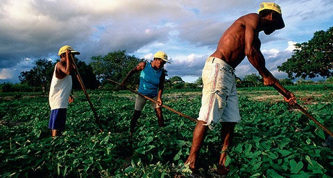 Agriculture in Brazil