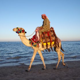 Arabic subtitling language history