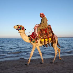Camel rider, representing Arabic accent voice-over history