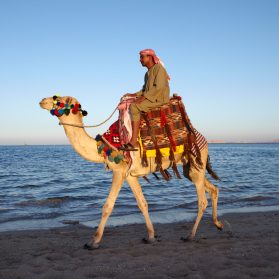 Camel rider, representing Arabic voiceover talent history